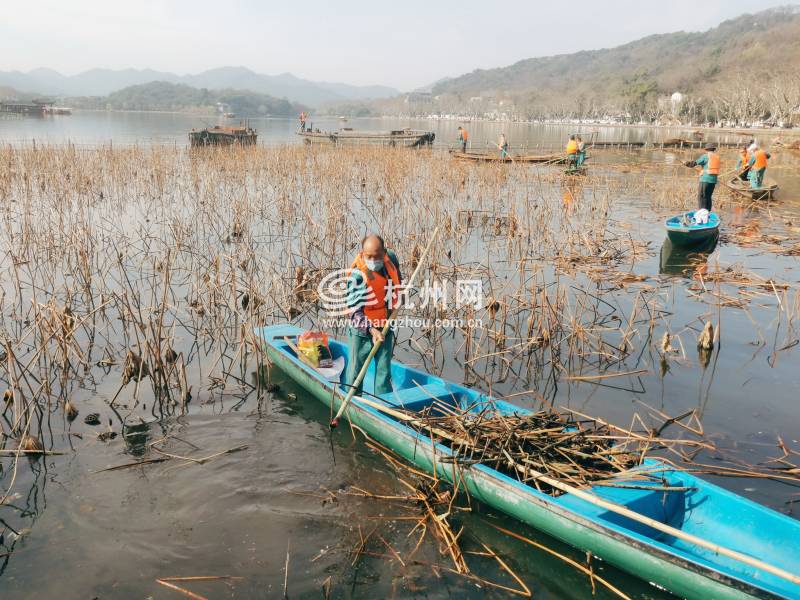 西湖24块荷区，150亩残荷开始收割清理，最多两月即见小荷尖角(05)