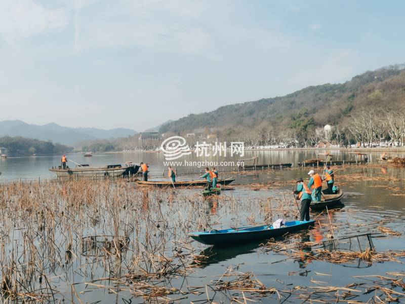 西湖24块荷区，150亩残荷开始收割清理，最多两月即见小荷尖角(02)