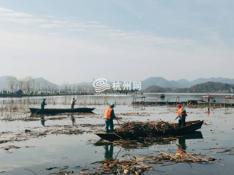 西湖24块荷区，150亩残荷开始收割清理，最多两月即见小荷尖角(01)