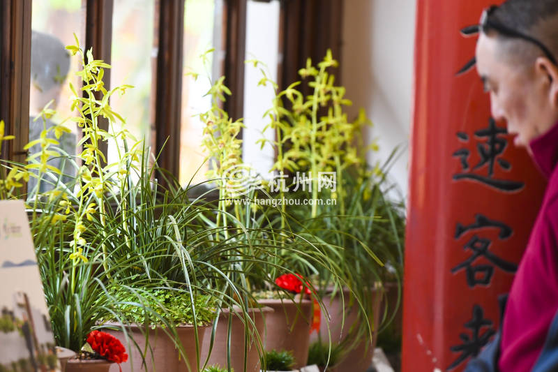 杭州郭庄的这场花展绝了　在家门口看遍长三角百余精品蕙兰(05)