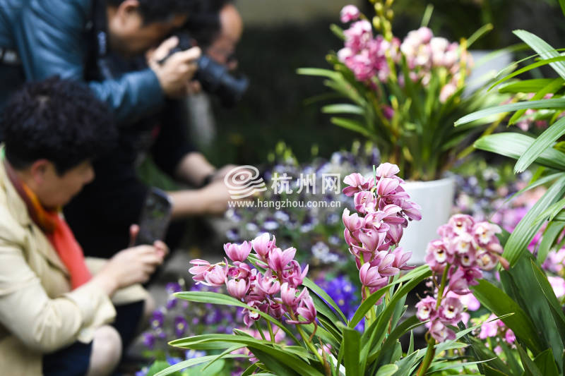 杭州郭庄的这场花展绝了　在家门口看遍长三角百余精品蕙兰(06)
