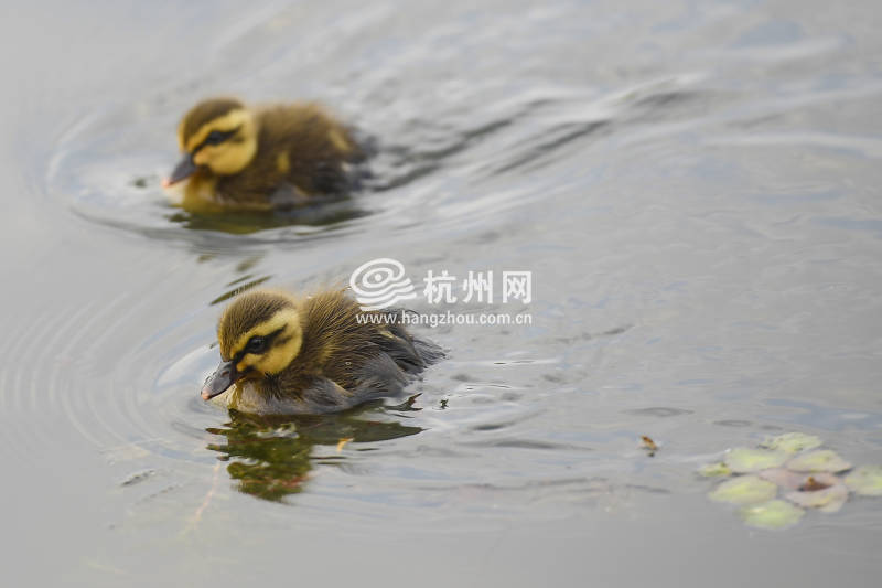 鸳鸯宝宝还没动静 西湖边的鸭宝宝已经出来闯江湖了(05)