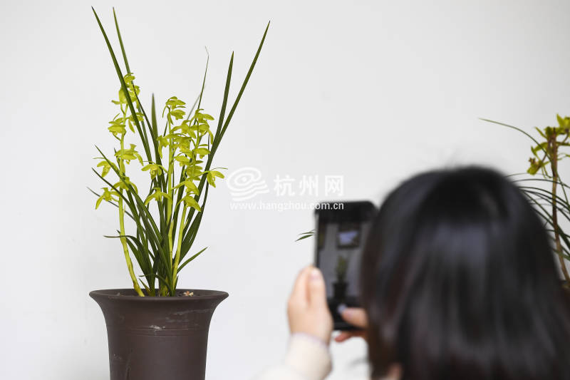 杭州郭庄的这场花展绝了　在家门口看遍长三角百余精品蕙兰(04)