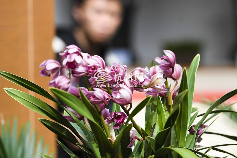 杭州郭庄的这场花展绝了　在家门口看遍长三角百余精品蕙兰(03)