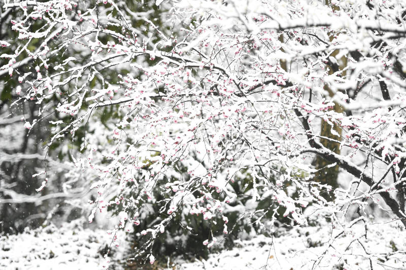 杭州迎来了虎年开工的第一场大雪(07)