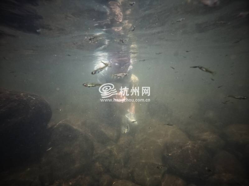 热到化！杭州市民选择“潜水”“摸鱼”(07)