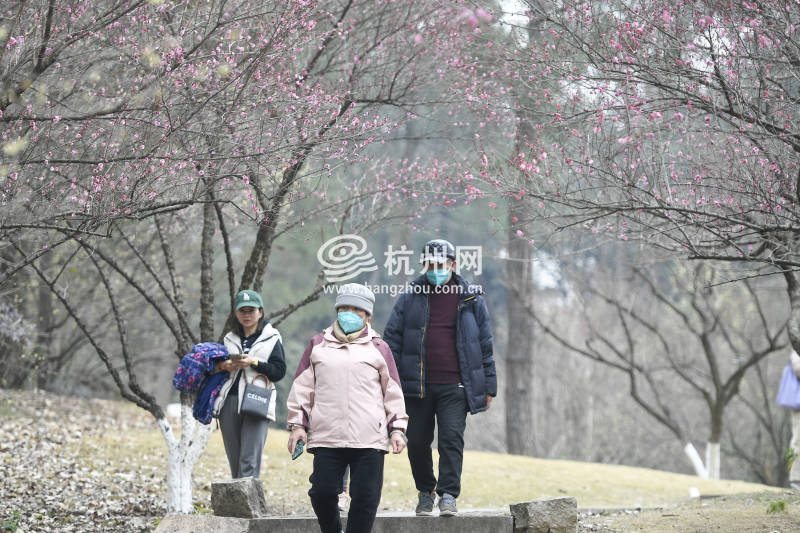 灵峰梅花陆续开放 全面盛开还得再等等(04)