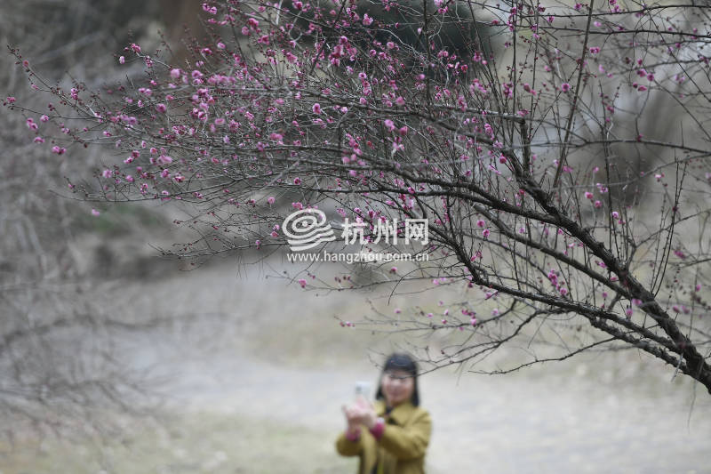 灵峰梅花陆续开放 全面盛开还得再等等(02)