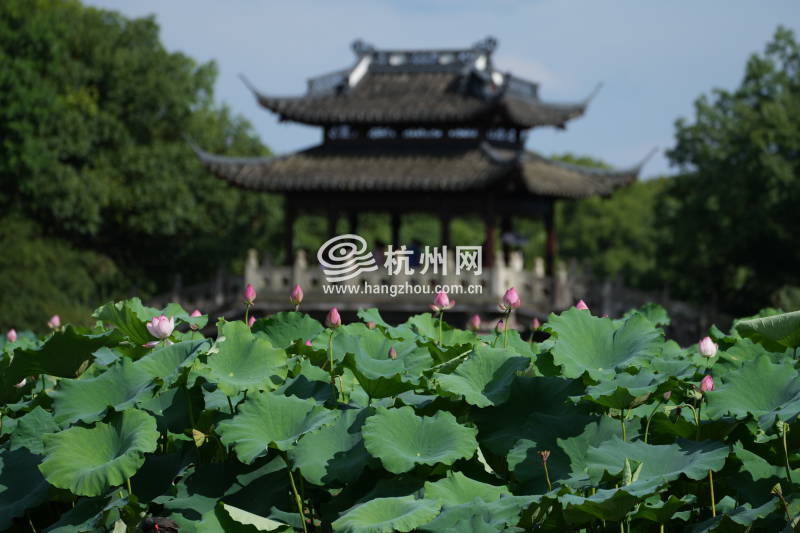 西湖荷花迎来盛花期(02)