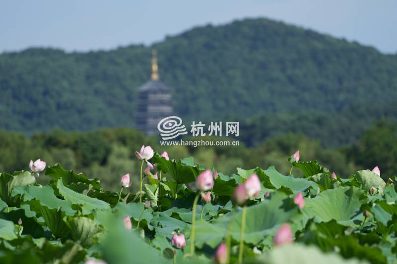 西湖荷花迎来盛花期(03)