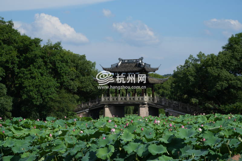 西湖荷花迎来盛花期(01)