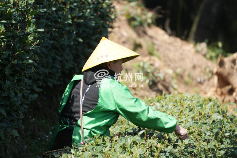 西湖龙井开采(07)