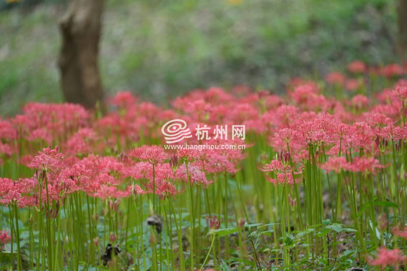 杭州植物园石蒜花海来袭(01)