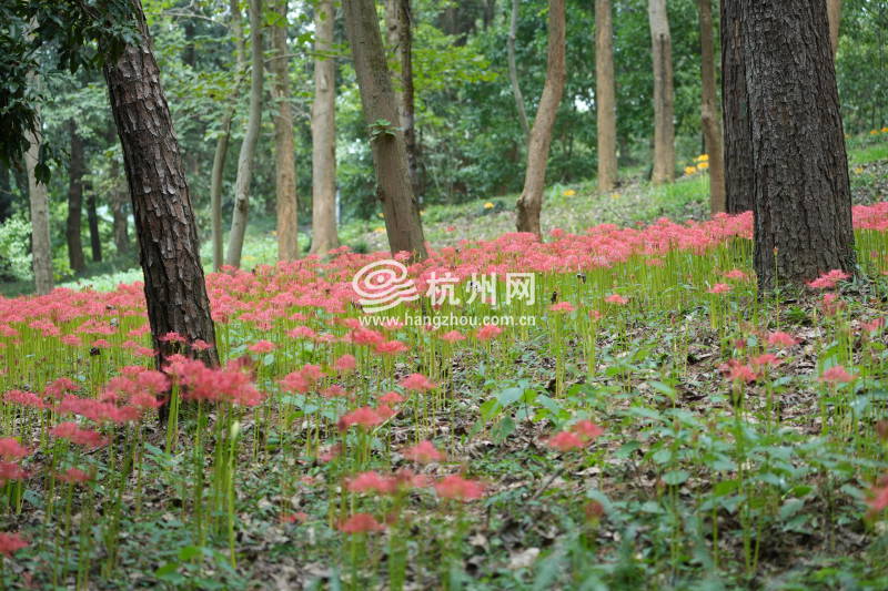 杭州植物园石蒜花海来袭(02)