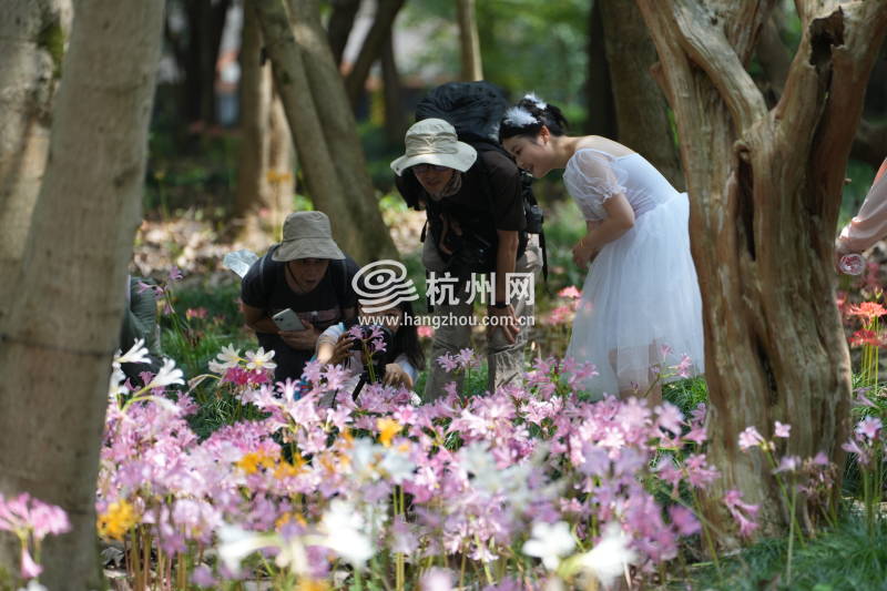 杭州植物园石蒜花海来袭(08)