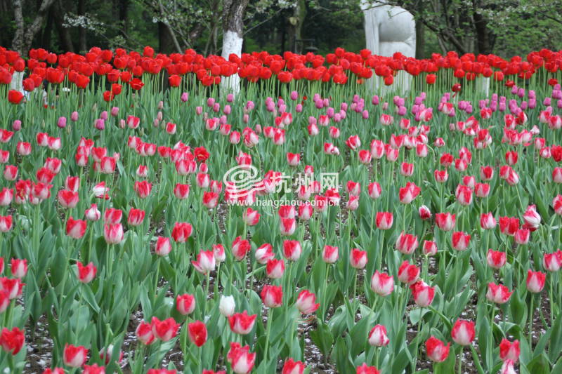 太子湾公园2025年“爱如繁花”郁金香花展(48)