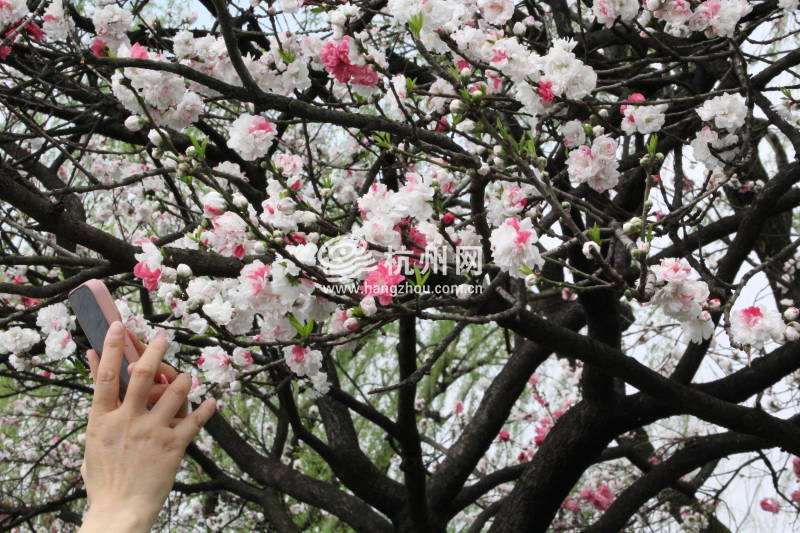 杭州西湖白堤 —— 花(05)