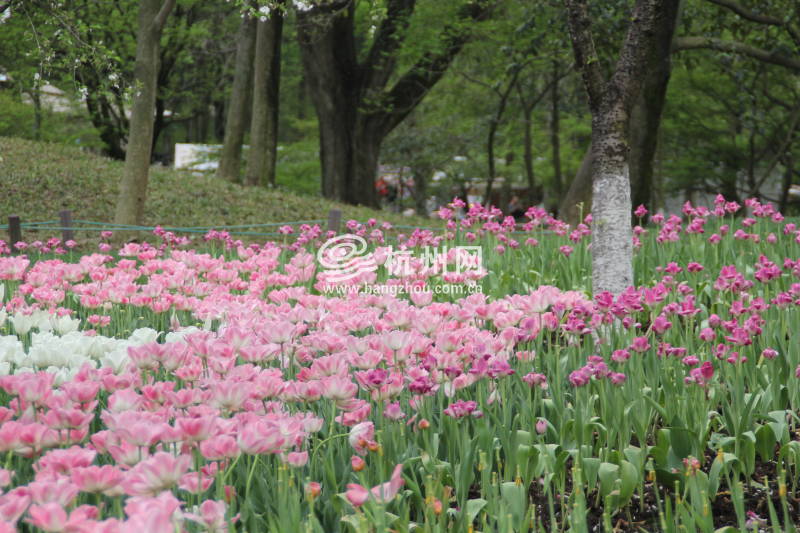 太子湾公园2025年“爱如繁花”郁金香花展(26)