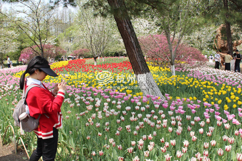 太子湾公园2025年“爱如繁花”郁金香花展(21)