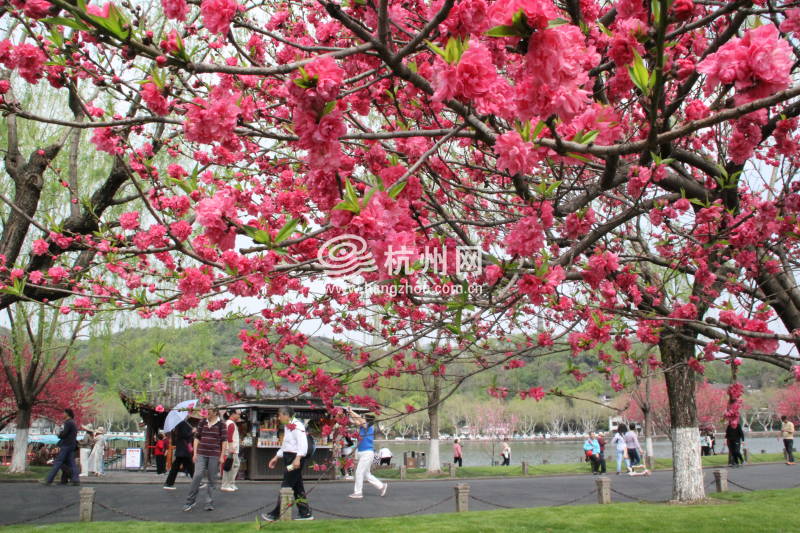 杭州西湖白堤 —— 花(03)