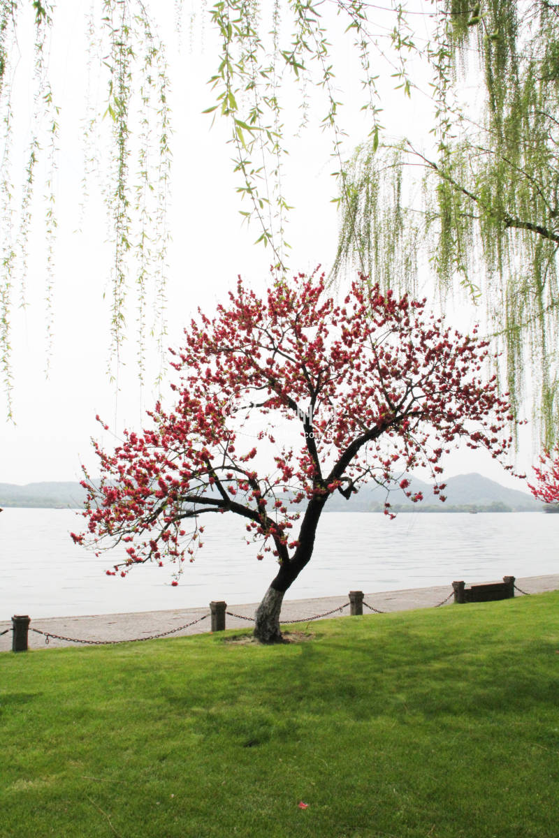 杭州西湖白堤 —— 花(16)