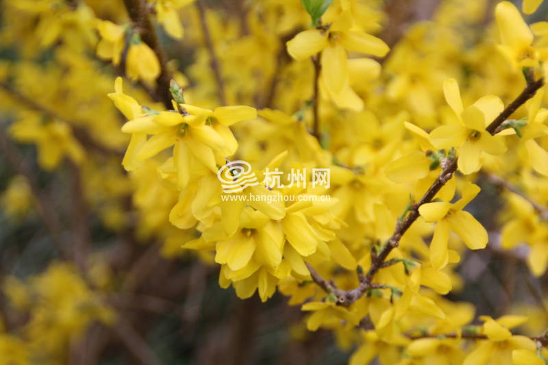 太子湾公园2025年“爱如繁花”郁金香花展(34)