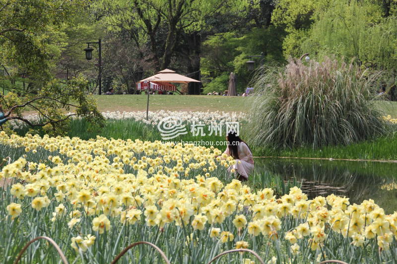 太子湾公园2025年“爱如繁花”郁金香花展(15)