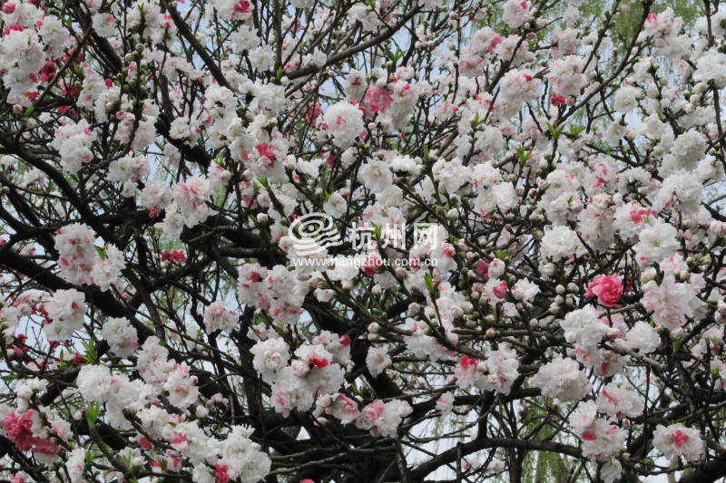 杭州西湖白堤 —— 花(06)