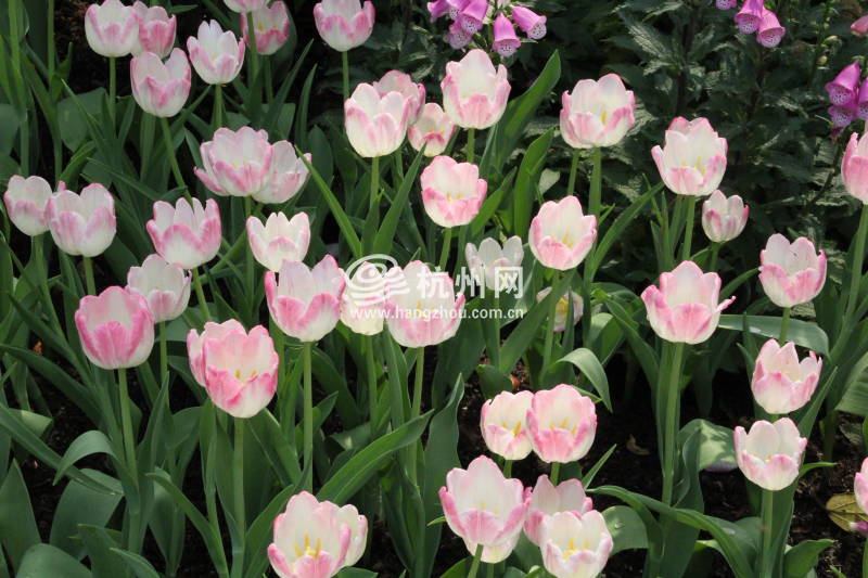 太子湾公园2025年“爱如繁花”郁金香花展(03)