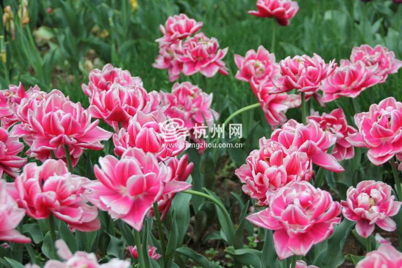 太子湾公园2025年“爱如繁花”郁金香花展(71)