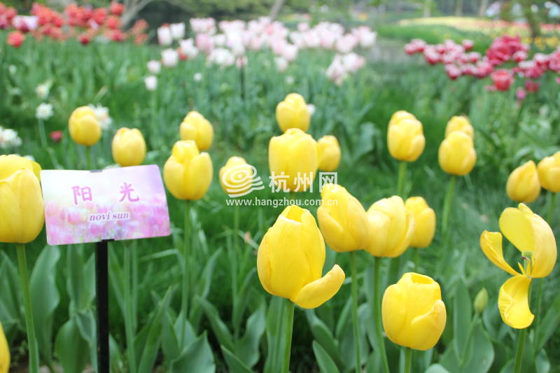 太子湾公园2025年“爱如繁花”郁金香花展(79)