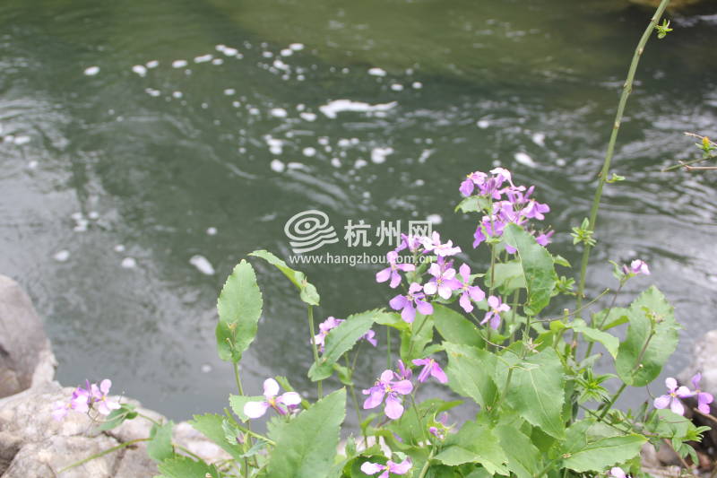 太子湾公园2025年“爱如繁花”郁金香花展(31)