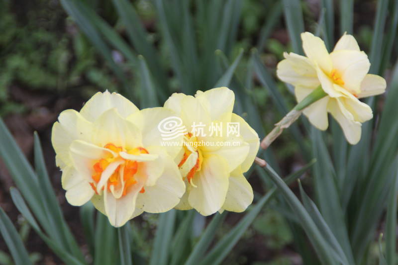 太子湾公园2025年“爱如繁花”郁金香花展(35)