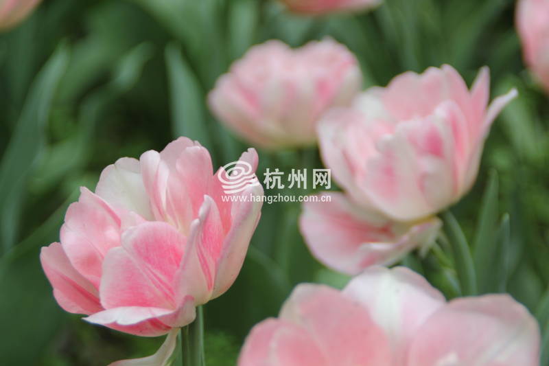 太子湾公园2025年“爱如繁花”郁金香花展(62)