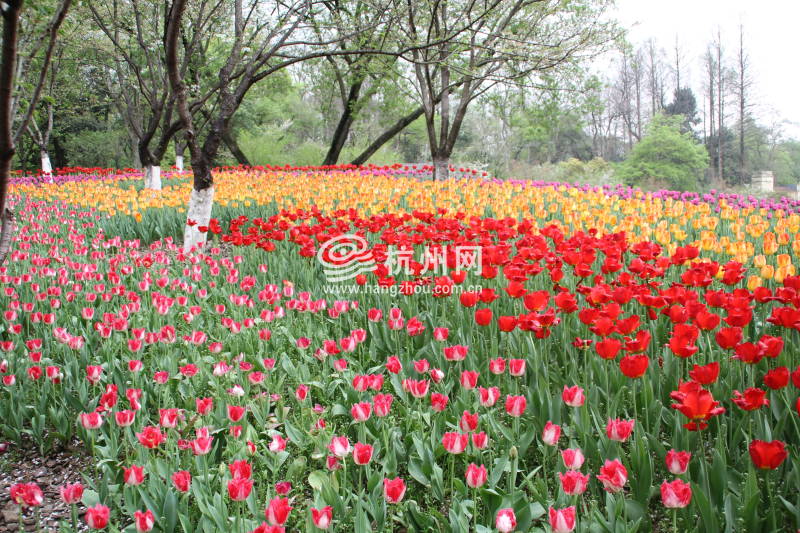 太子湾公园2025年“爱如繁花”郁金香花展(46)
