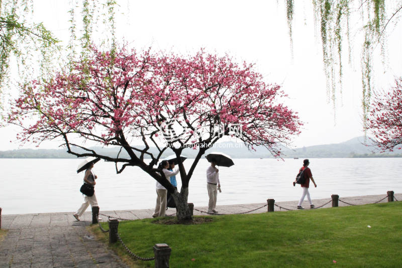 杭州西湖白堤 —— 花(15)