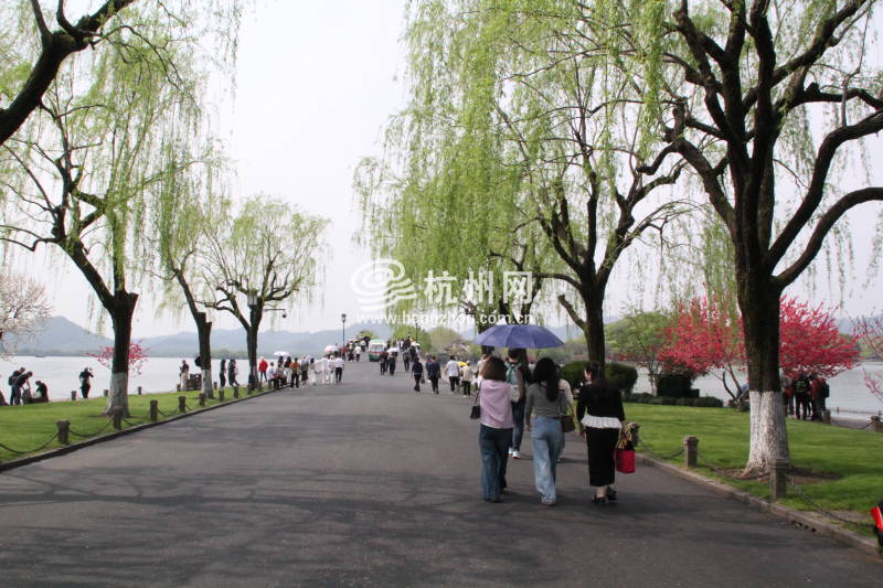 杭州西湖白堤 —— 花(20)