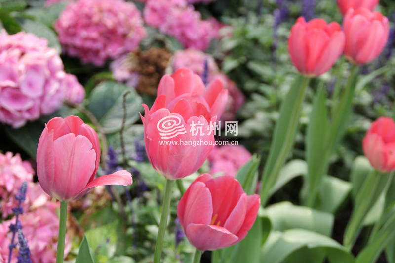太子湾公园2025年“爱如繁花”郁金香花展(12)