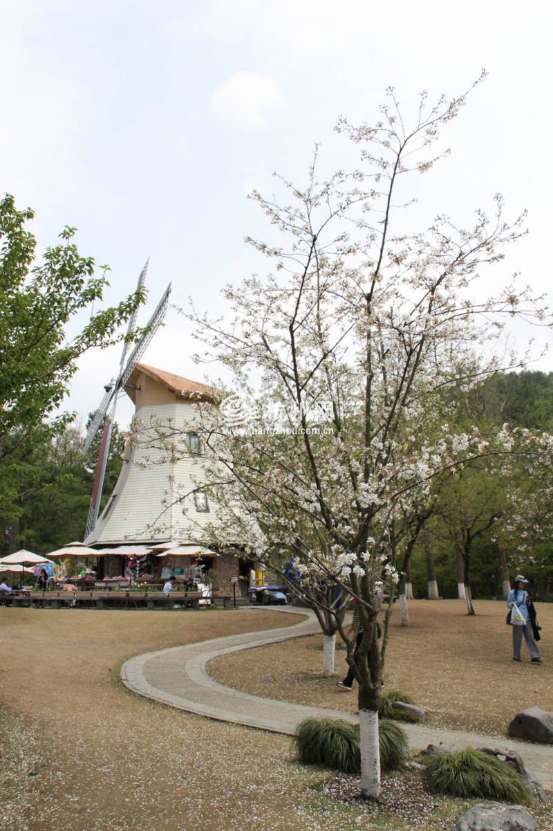 太子湾公园2025年“爱如繁花”郁金香花展(22)