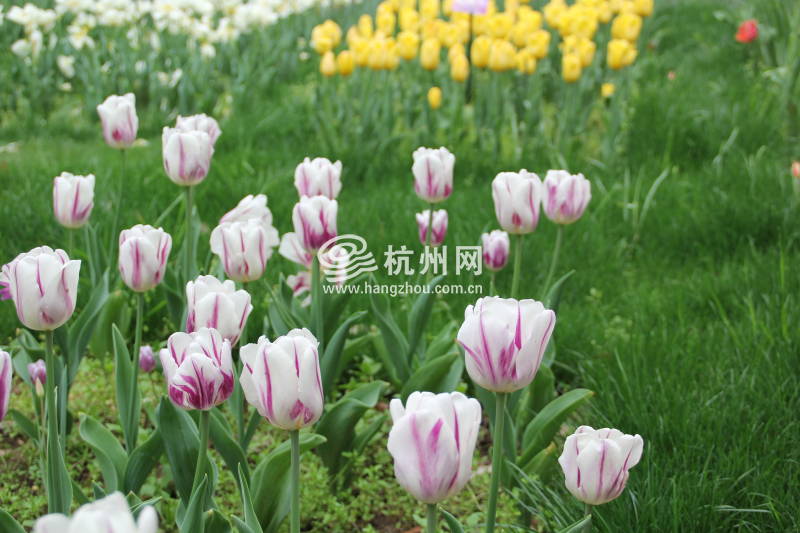太子湾公园2025年“爱如繁花”郁金香花展(78)