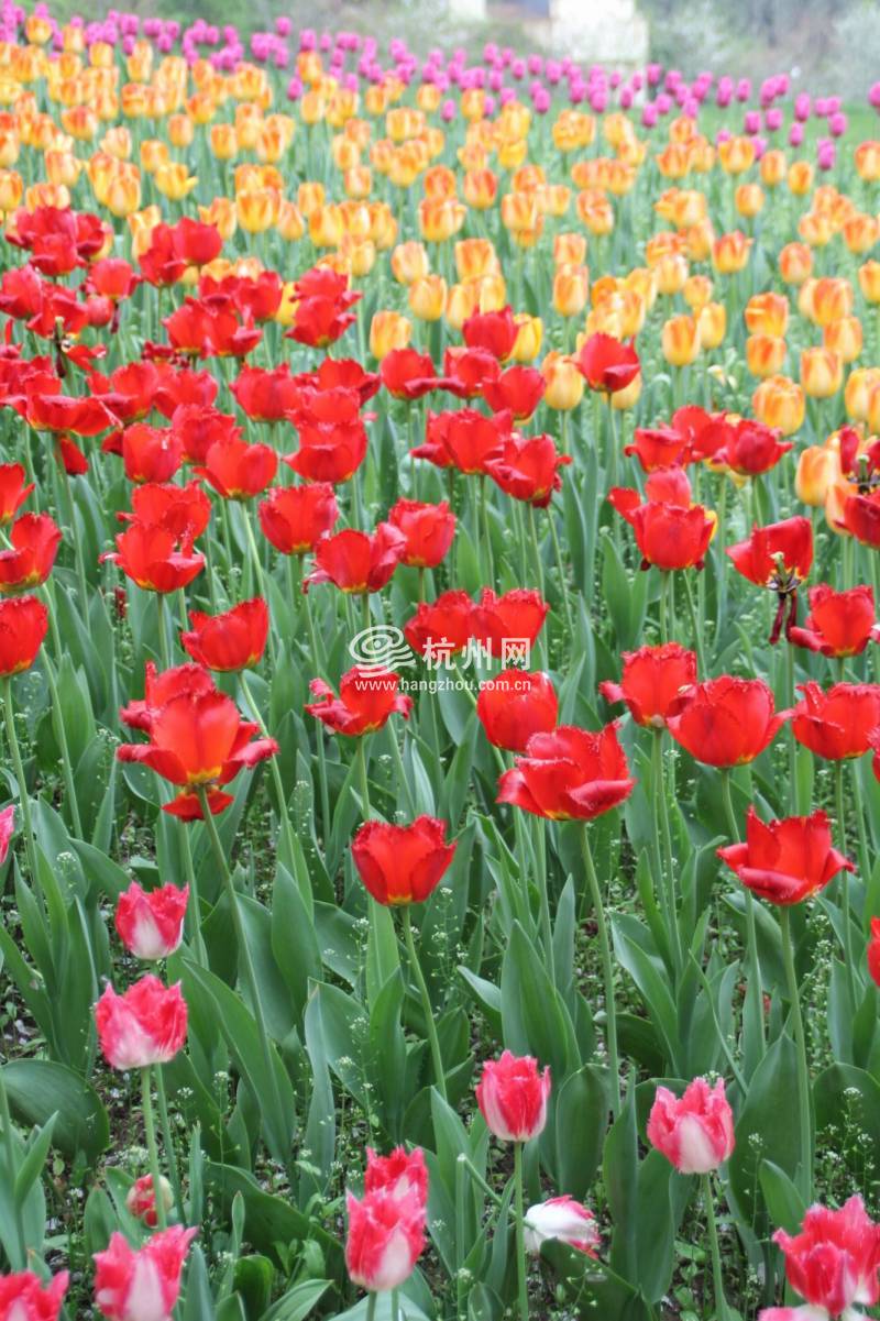 太子湾公园2025年“爱如繁花”郁金香花展(45)