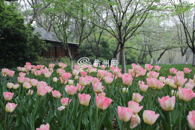 太子湾公园2025年“爱如繁花”郁金香花展(55)