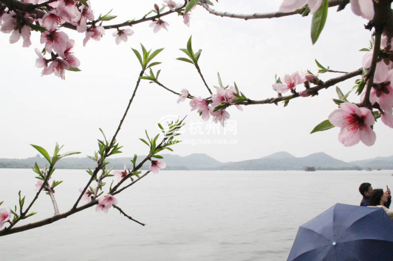 杭州西湖白堤 —— 花(01)