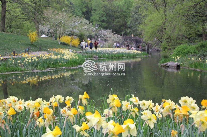 太子湾公园2025年“爱如繁花”郁金香花展(37)