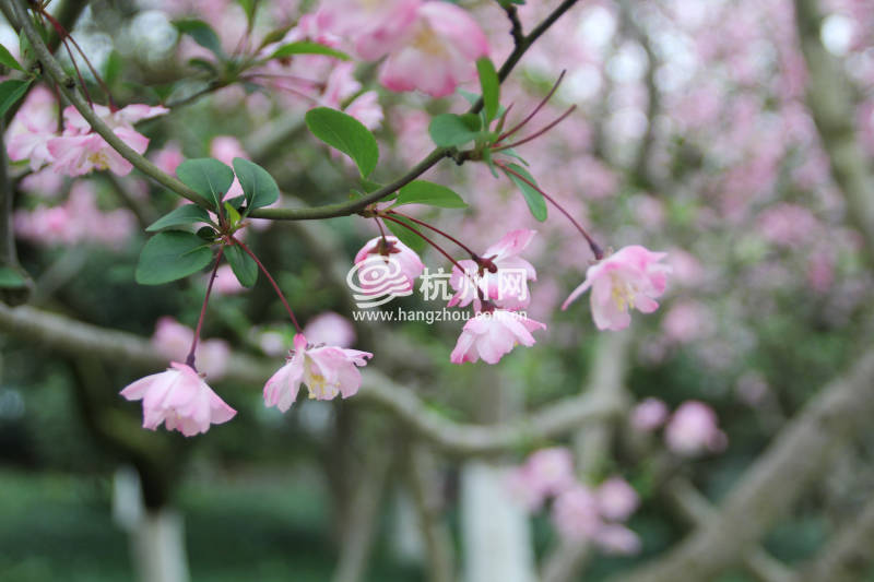 杭州三月花开之街边公园(04)