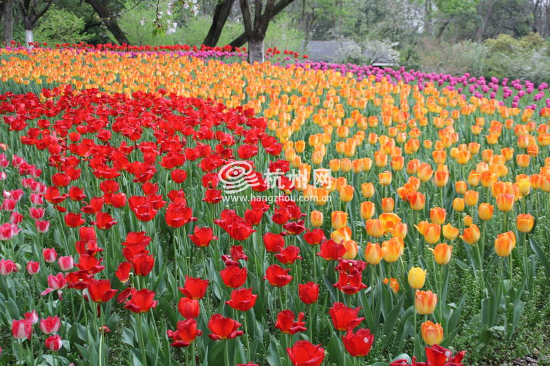 太子湾公园2025年“爱如繁花”郁金香花展(42)
