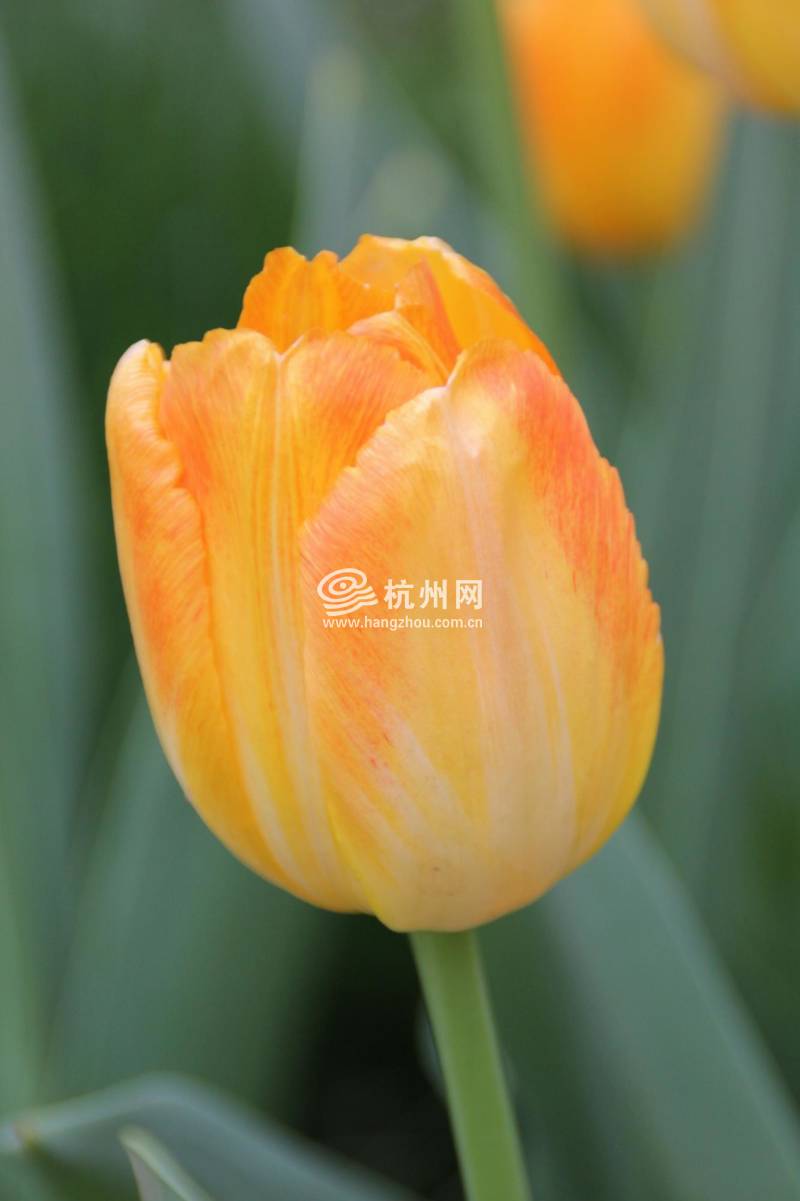 太子湾公园2025年“爱如繁花”郁金香花展(74)