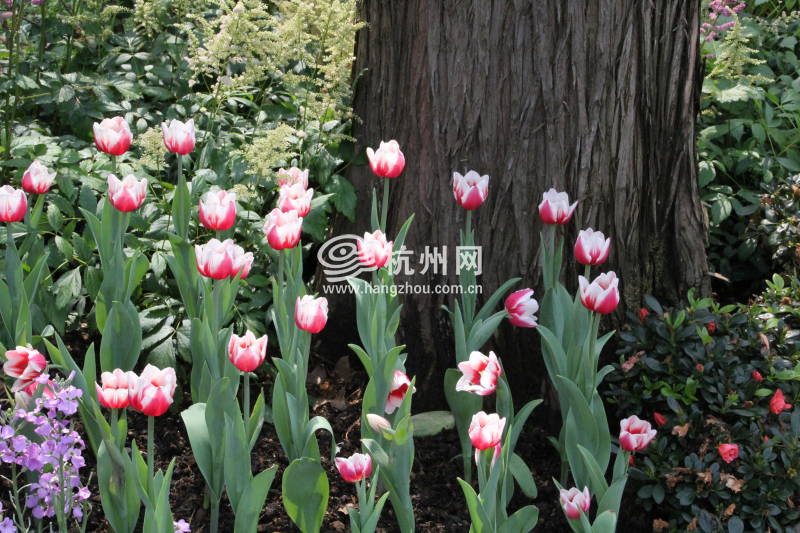 太子湾公园2025年“爱如繁花”郁金香花展(06)