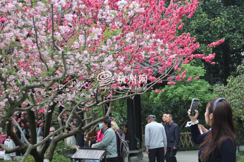 杭州三月花开之街边公园(12)