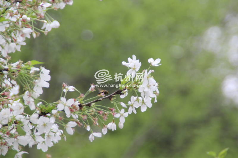 太子湾公园2025年“爱如繁花”郁金香花展(32)
